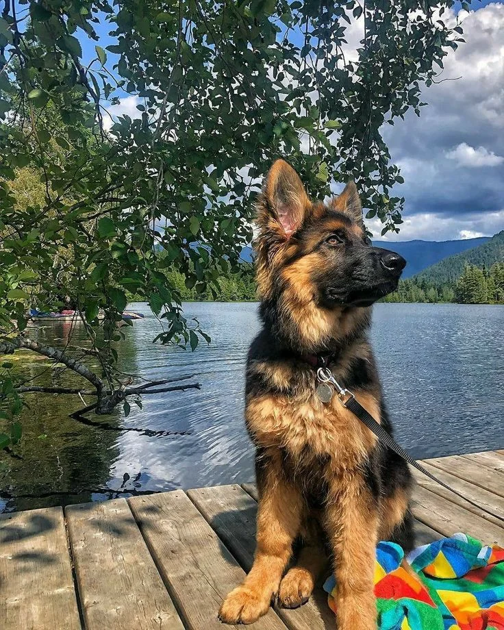 Douggie